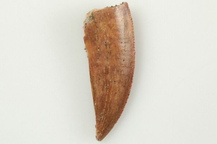 Bargain, .79" Partial Raptor Tooth - Real Dinosaur Tooth